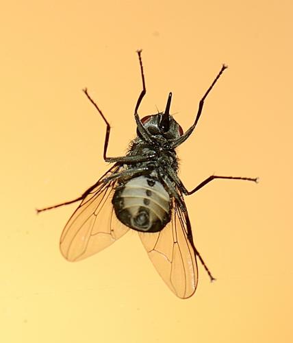Réf. 295 160 : Stomoxys calcitrans